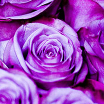 全平台兼容的ddos攻击ip软件下载