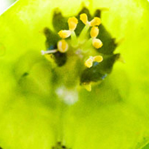 高级会员版的在线DDOS攻击平台